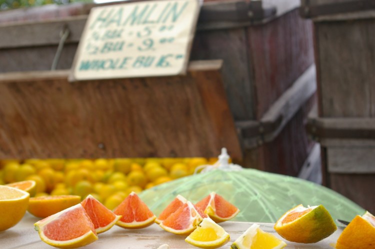 orange samples at Marshall Groves