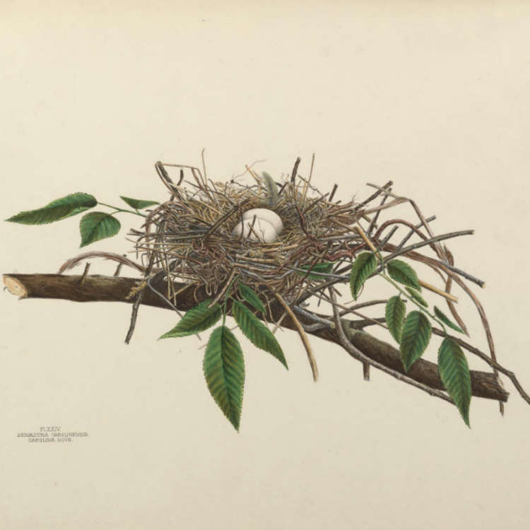 Illustration of mourning dove eggs and nest.
