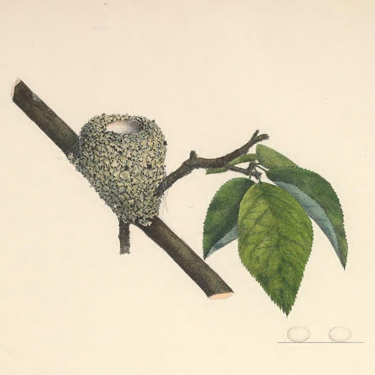 Illustration of ruby-throated hummingbird eggs and nest.